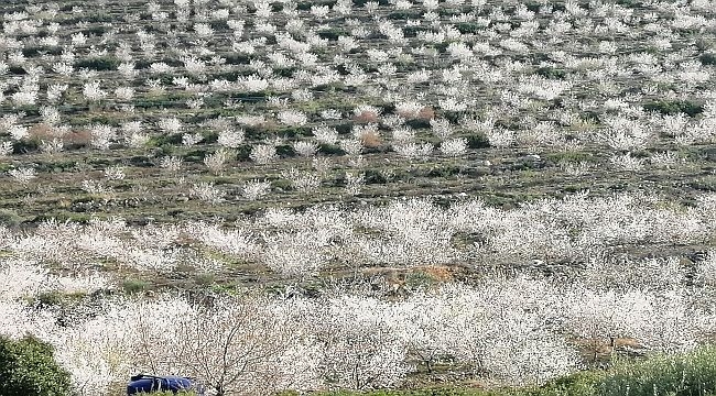 Çeşme'de badem ağaçlarının çiçeği soldu