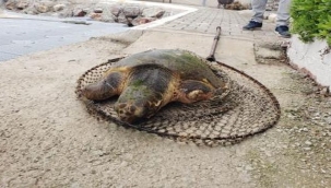 Yaralı Caretta caretta itfaiye tarafından kurtarıldı