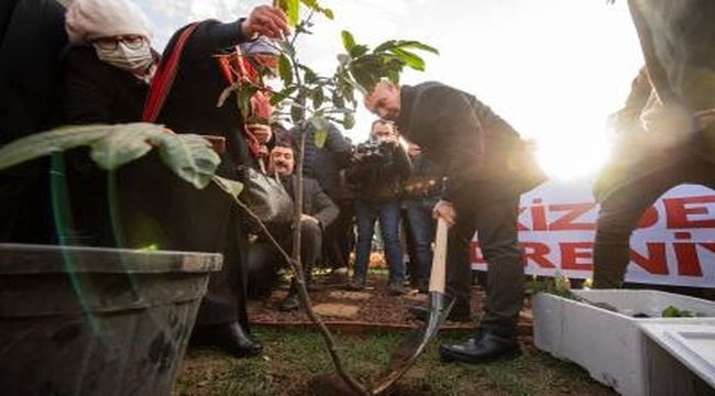 İkizdere'den kurtarılan fidanlar İzmir'e 