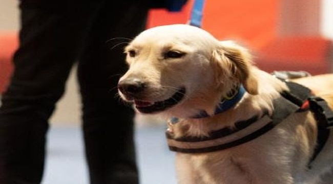 Rehber köpekler için toplu ulaşımda düzenleme