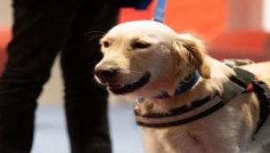 Rehber köpekler için toplu ulaşımda düzenleme