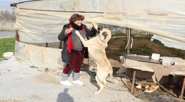 Çiçek satıyor, geliriyle 200 sokak köpeğini besliyor