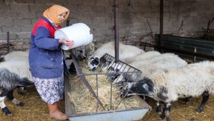 Bucalı üreticiye arpa desteği