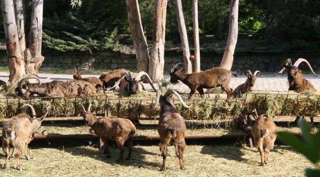 Doğal Yaşam Parkı'ndan Antalya'ya