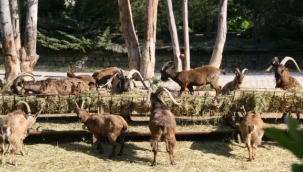 Doğal Yaşam Parkı'ndan Antalya'ya