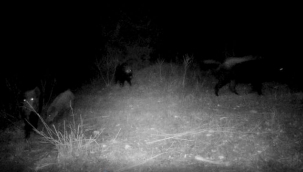 Gediz'deki yaban hayatına fotokapanlı kayıt