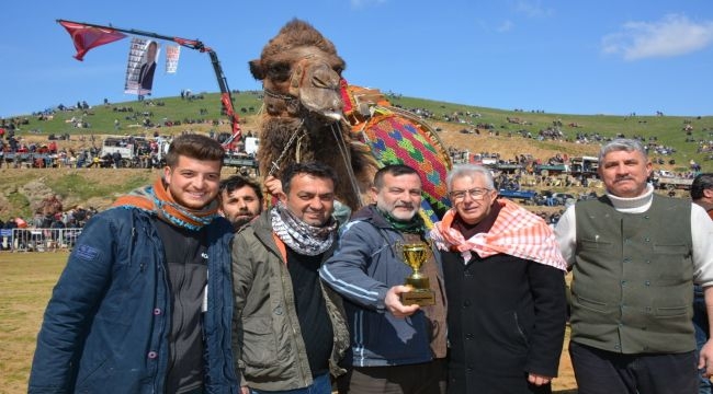 Ödemiş Konaklı, deve güreşlerine ev sahipliği yaptı