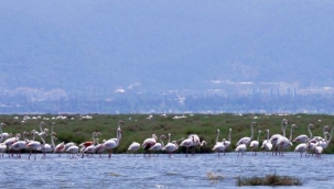  Biletler gişeden ve web siteden alınabiliyor