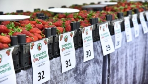 Emiralem Çilek Festivali'ne rekor katılım