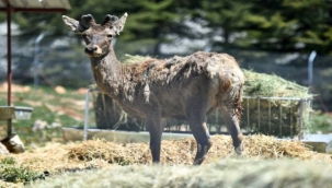 Kızıl geyiklerin yeni yuvası