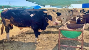 Aliağa'da kurbanlıklar alıcılarını bekliyor