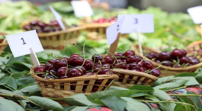 Buca'da Kiraz Festivali heyecanı