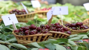 Buca'da Kiraz Festivali heyecanı