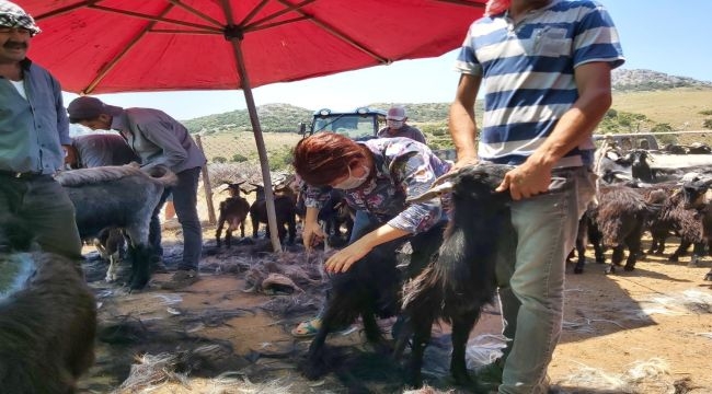 Karaburun'da Kırkım Şenliği