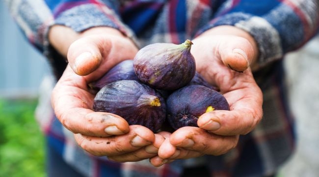 Taze incir ihracatında hedef 100 milyon dolar