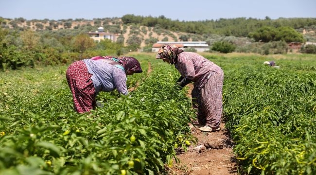 Buca'da üreticinin ilk hasat coşkusu