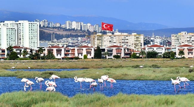 Flamingolar İzmirli'leri büyülüyor 