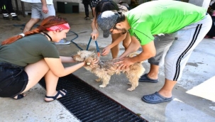 Patilere el verdiler