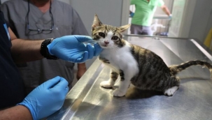 Narlıdere'de can dostlara özel ilgi 