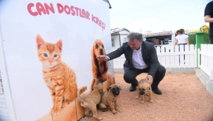 Bornova'da sokak canlarına özel ilgi