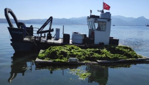 Deniz marulları temizleniyor 