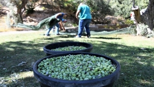 Sahipsiz ağaçların zeytinleri, ihtiyaçlı ailelere gidecek
