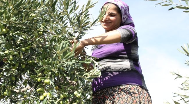 Sofralık zeytin ihracatında tarihi rekor 