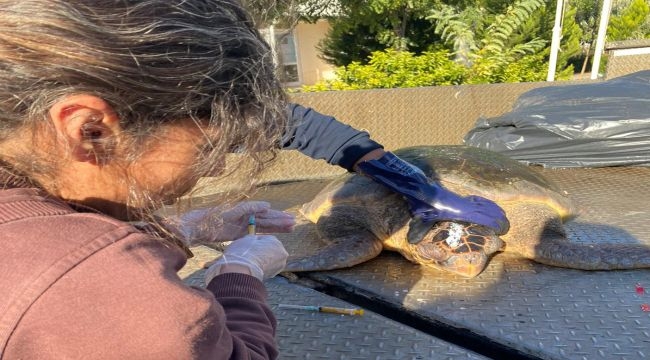 Yaralı Caretta Caretta koruma altında 