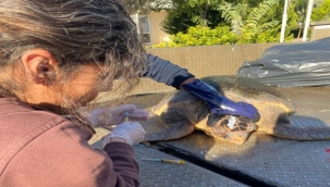 Yaralı Caretta Caretta koruma altında 