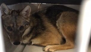 Kaza geçiren çakal ameliyat edildi 