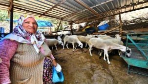 Üç koyundan 48 koyuna 