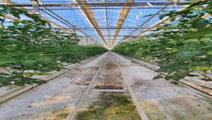 Jeotermal Seracılıkta Dünya'nın Üretim Üssü Olabiliriz