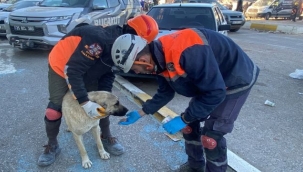 Buca Belediyesi veterinerleri deprem bölgesinde 