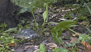 Tirşik otunun yeni türü "Osmaniye Tirşiği" 