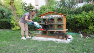 Bayraklı'da can dostlara mama ve su desteği