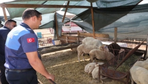 Menderes'te Kurban Denetimi