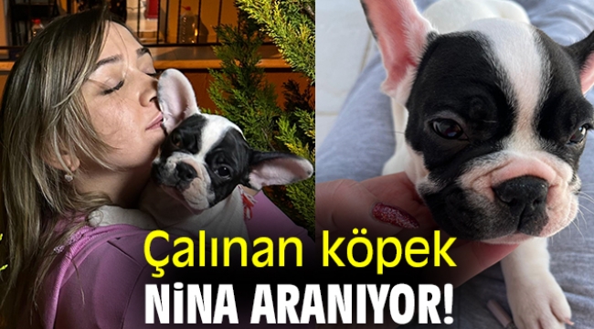 Çalınan köpek Nina aranıyor!