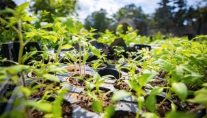  Karşıyaka'dan üretime 300 bin paket atalık tohum desteği