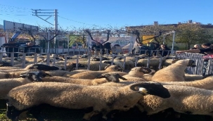 Küçükbaş destekleri 5 yılda 10 bini aştı