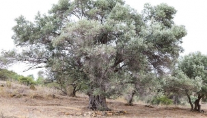 Başka Bir Tarım Sertifikası'nın kapsamı genişledi 