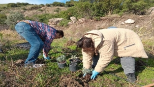 Bornova Belediyesi'nden Arıcılara Lavanta Desteği