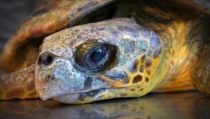 Körfez'deki Yaralı Caretta Carettaya Yardım Eli