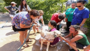 Karşıyaka can dostlara sahip çıkıyor