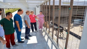 Karşıyaka'da yangından kurtarılan can dostlar emin ellerde 