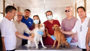 Yangın mağduru hayvanlar PAKO'da güvende