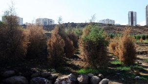 Kent Ormanı'na can suyu!