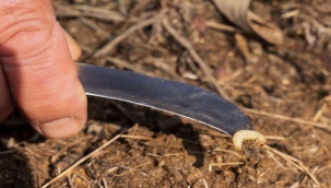 İzmir'de kestane kanseri ile mücadele sürüyor