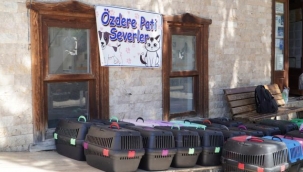 7 bin kediye mobil kısırlaştırma