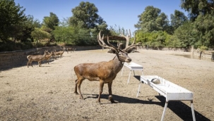 İyileşen kızıl geyik Paşa yeni yuvasında