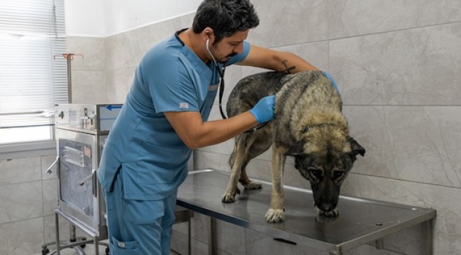 Çörekçi'nin Emanetlerine Büyükşehir Sahip Çıktı